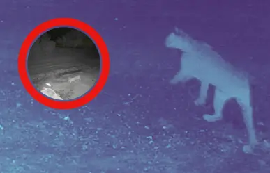 VIDEO I  Captan a puma merodeando por calles de El Barrial en Santiago
