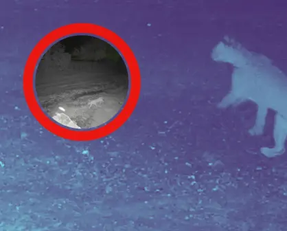 VIDEO I  Captan a puma merodeando por calles de El Barrial en Santiago
