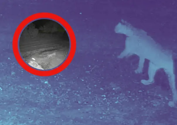 VIDEO I  Captan a puma merodeando por calles de El Barrial en Santiago