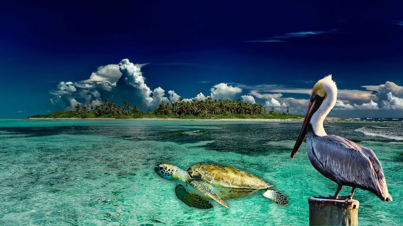 ¿Qué fauna puedes encontrar en Isla Contoy?. Foto: Canva