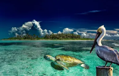 El sagrado santuario de aves y tortugas escondido en la isla más pequeña del Caribe