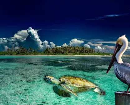El sagrado santuario de aves y tortugas escondido en la isla más pequeña del Caribe