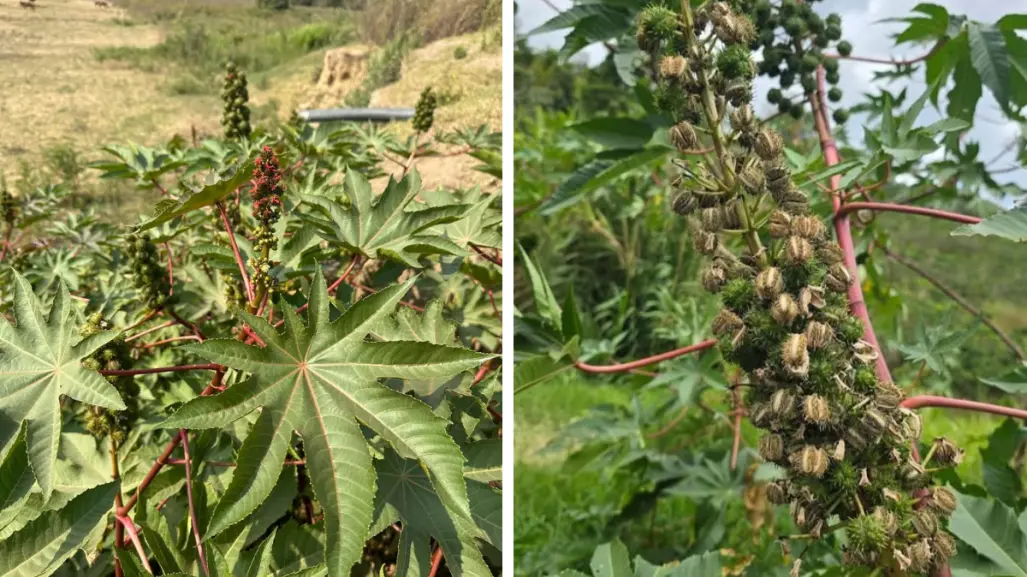 Plantas nativas de Coahuila, conoce cómo la higuerilla puede dañar tu salud