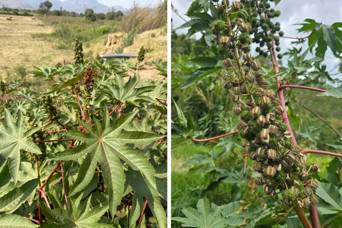 Si bien la raíz, hojas y extractos se han usado en la medicina tradicional mexicana para tratar diferentes dolencias, el consumo accidental de las semillas puede ser mortal./ Foto: Remedios de mamá/ Aventuras en el campo