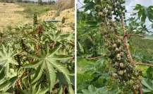Plantas nativas de Coahuila, conoce cómo la higuerilla puede dañar tu salud