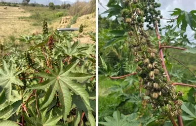 Plantas nativas de Coahuila, conoce cómo la higuerilla puede dañar tu salud