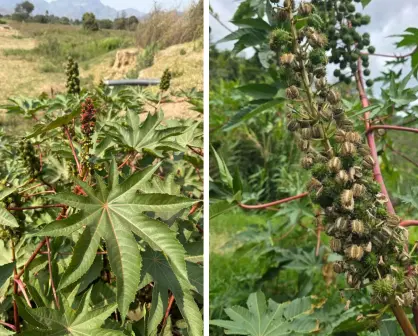 Plantas nativas de Coahuila, conoce cómo la higuerilla puede dañar tu salud