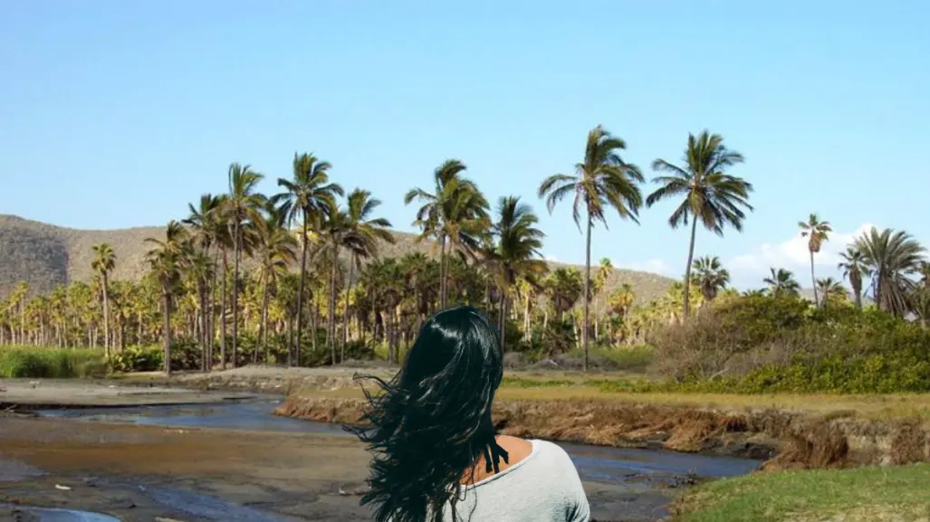 ¿Por qué la conservación del Oasis de Todos Santos es vital para Baja California Sur?