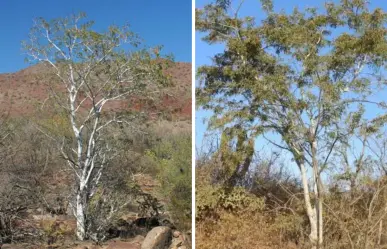El frondoso árbol nativo de BCS que se destaca por ser el más resistente del desierto