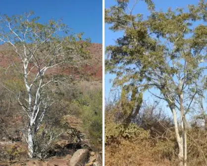 El frondoso árbol nativo de BCS que se destaca por ser el más resistente del desierto