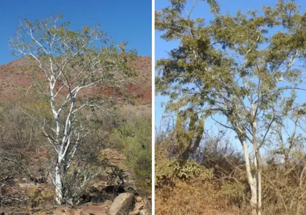 El frondoso árbol nativo de BCS que se destaca por ser el más resistente del desierto