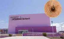 Muere niño por mordedura de garrapata, ¿qué es la rickettsia?