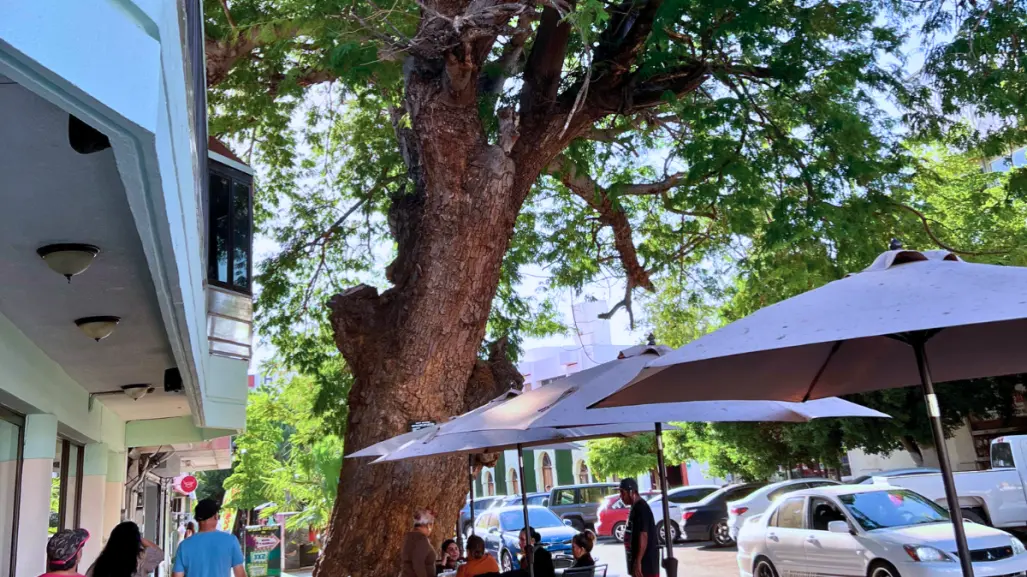 ¿Cuál es la edad del árbol nativo más antiguo de La Paz? Está en pleno centro histórico