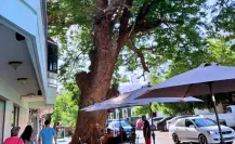 ¿Cuál es la edad del árbol nativo más antiguo de La Paz? Está en pleno centro histórico