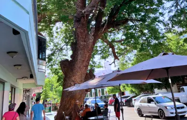 ¿Cuál es la edad del árbol nativo más antiguo de La Paz? Está en pleno centro histórico