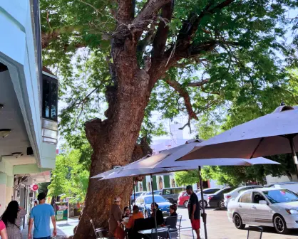 ¿Cuál es la edad del árbol nativo más antiguo de La Paz? Está en pleno centro histórico