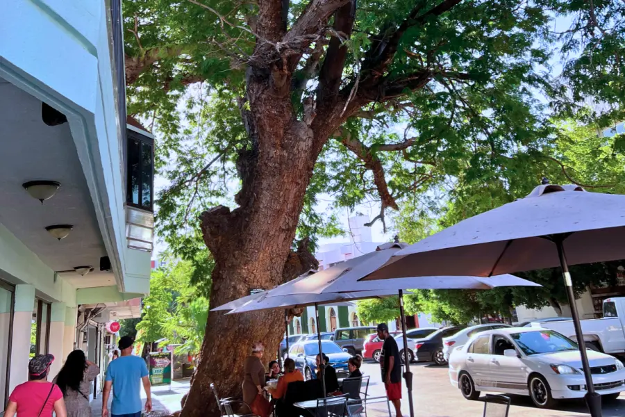 ¿Cuál es la edad del árbol nativo más antiguo de La Paz? Está en pleno centro histórico