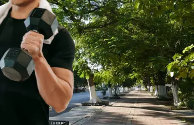 Estos son los árboles de Yucatán más resistentes a los huracanes