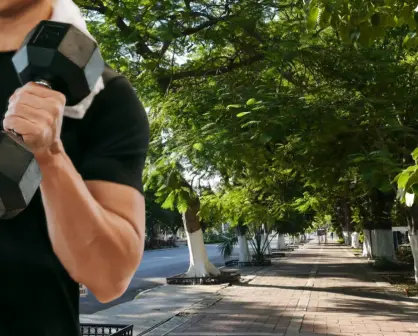 Estos son los árboles de Yucatán más resistentes a los huracanes
