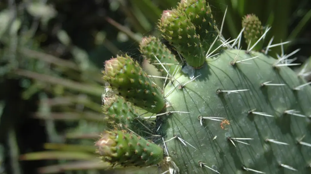 Este cactus nativo de Tamaulipas es ideal para bajar de peso