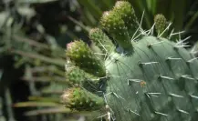 Este cactus nativo de Tamaulipas es ideal para bajar de peso