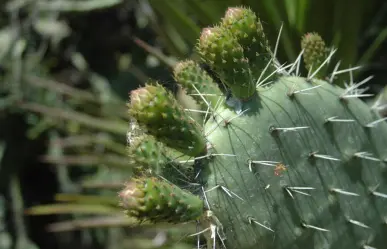Este cactus nativo de Tamaulipas es ideal para bajar de peso