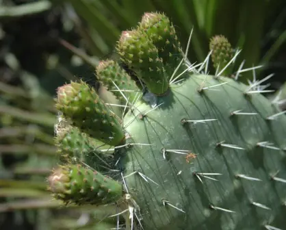 Este cactus nativo de Tamaulipas es ideal para bajar de peso