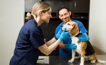 Ciudad Madero trabaja en proyecto contra maltrato animal