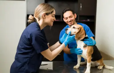  Ciudad Madero trabaja en proyecto contra maltrato animal
