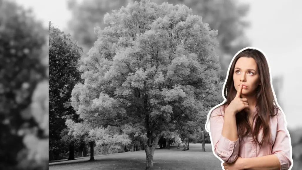 Este árbol nativo de Nuevo León proporciona una gran sombra en canícula