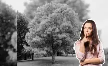 Este árbol nativo de Nuevo León proporciona una gran sombra en canícula