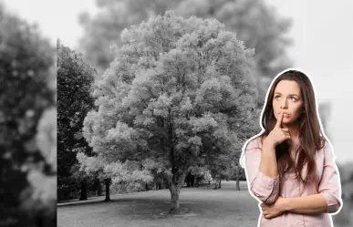 Este árbol nativo de Nuevo León proporciona una gran sombra en canícula