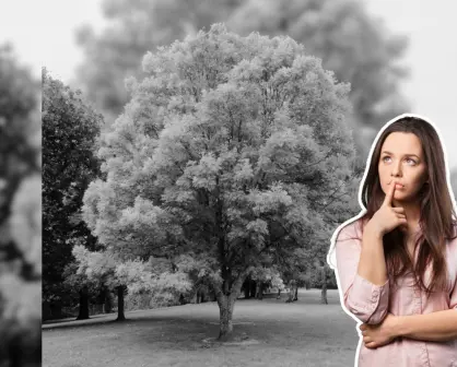 Este árbol nativo de Nuevo León proporciona una gran sombra en canícula