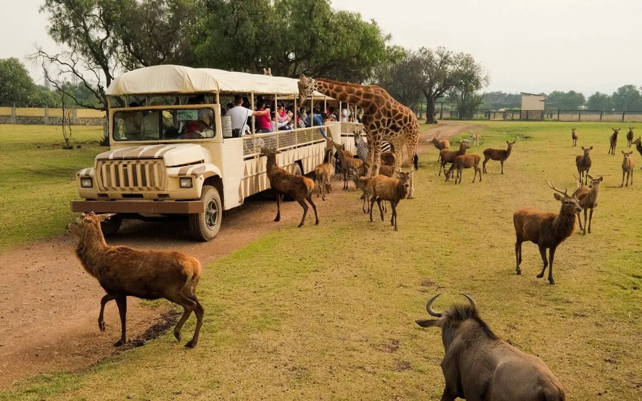 Las tiendas tipo safari ofrecen una vista privilegiada y comodidades ideales para conectar con la naturaleza en el Estado de México. Foto: X/ @EdomexTurismo (Canva)
