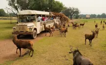 El maravilloso glamping de Edomex que te hará despertar entre jirafas a 45 minutos de Toluca