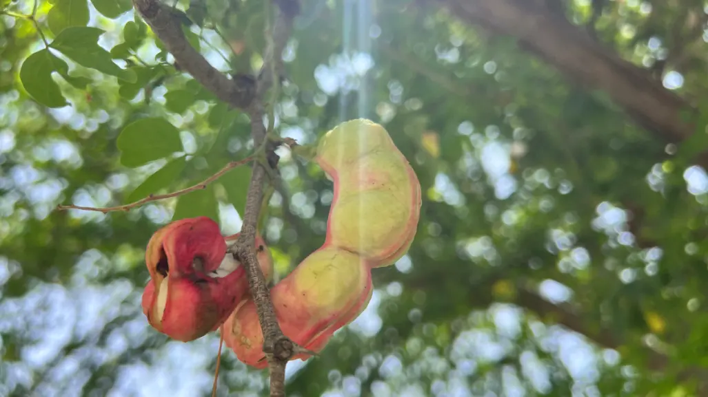 Este fruto nativo de Tamaulipas te genera pedos pero previene enfermedades