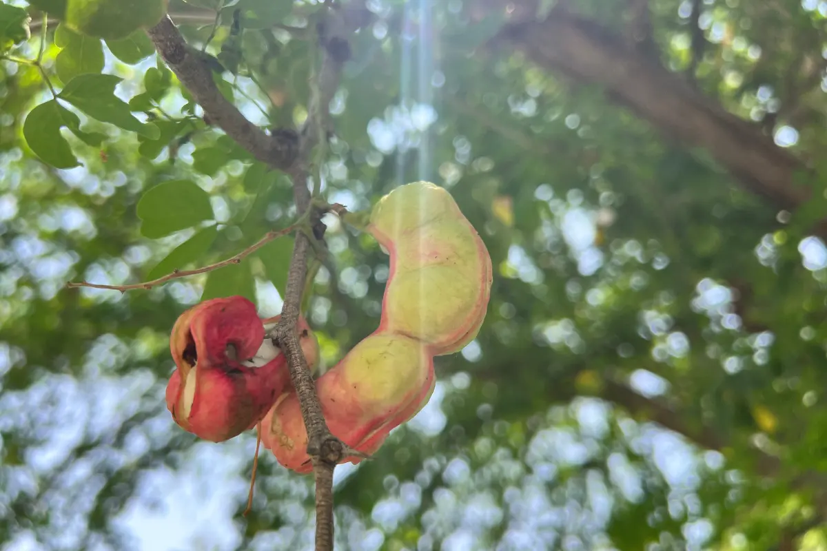 Por esta misma calidad de “silvestre” es que es difícil encontrarlo a la venta en tiendas o fruterías de Tamaulipas. Foto: Daniel Espinoza
