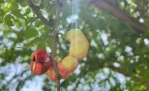 Este fruto nativo de Tamaulipas te genera pedos pero previene enfermedades