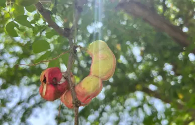 Este fruto nativo de Tamaulipas te genera pedos pero previene enfermedades