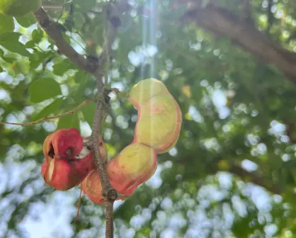 Este fruto nativo de Tamaulipas te genera pedos pero previene enfermedades