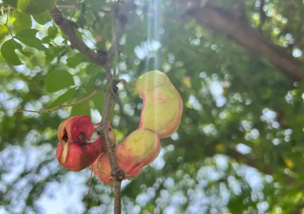 Este fruto nativo de Tamaulipas te genera pedos pero previene enfermedades