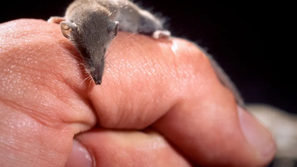 Este es el animal más pequeño de Coahuila que se alimenta de insectos