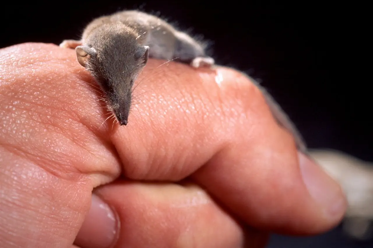Este es el animal de Coahuila que come insectos. Foto de National Geographic.