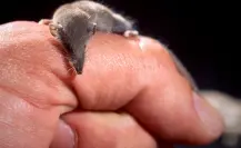Este es el animal más pequeño de Coahuila que se alimenta de insectos