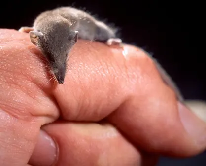 Este es el animal más pequeño de Coahuila que se alimenta de insectos