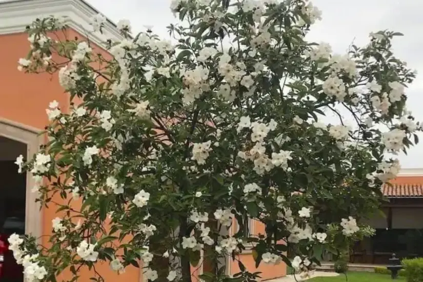 Árbol de anacahuita. Foto: Carlos García