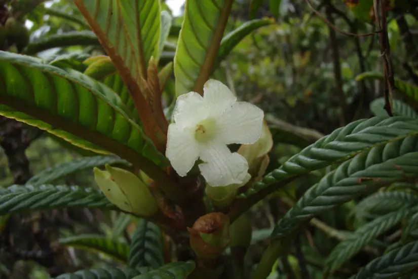 Cyrtandra tamaulipana. Foto: iNaturalist