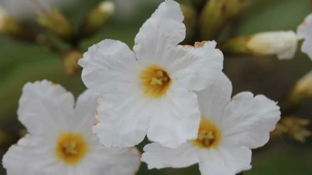 La flor nativa de Tamaulipas conocida como el olivo mexicano y que tiene usos medicinales