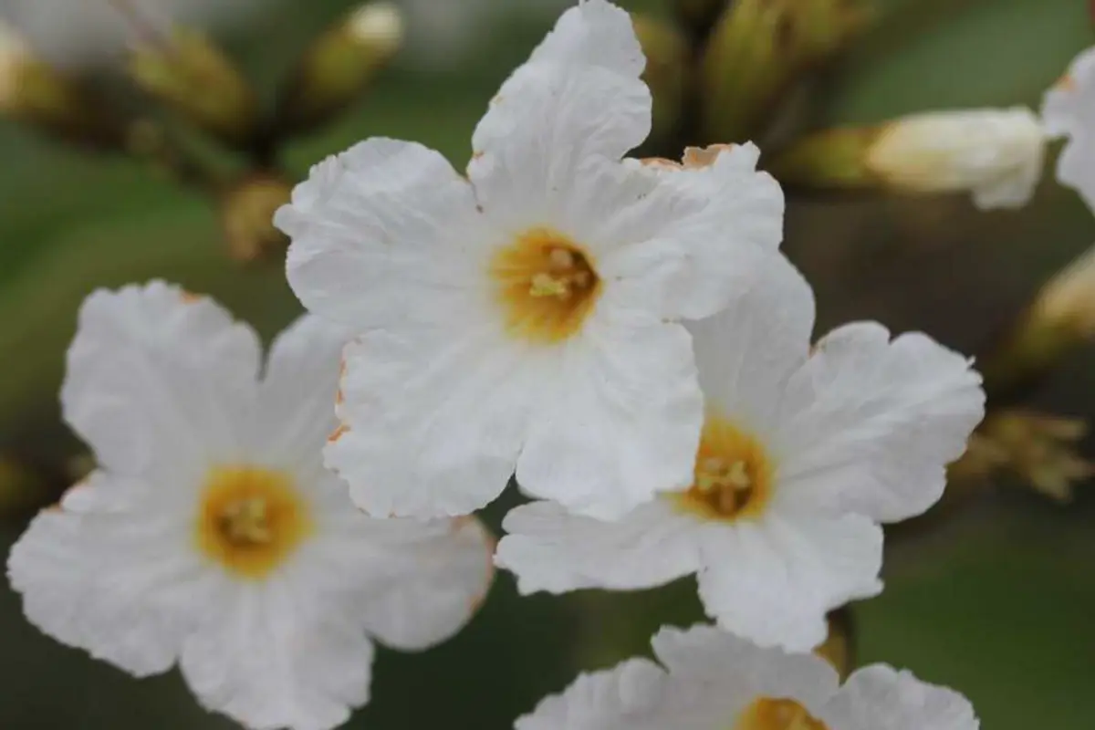 Sus discretos colores vuelven a esta flor parte del paisaje urbano y rural de Tamaulipas. Foto: Carlos García