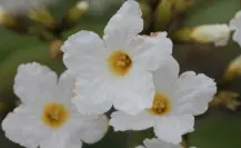 La flor nativa de Tamaulipas conocida como el olivo mexicano y que tiene usos medicinales